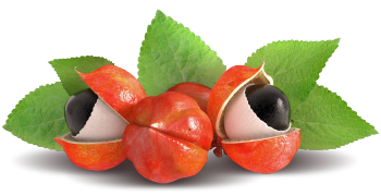 Guaraana ekstrakt