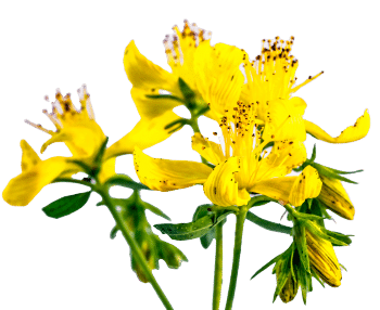 Naistenõgese ekstrakt