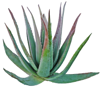 Agaavipulber