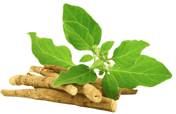 Ashwagandha ekstrakt