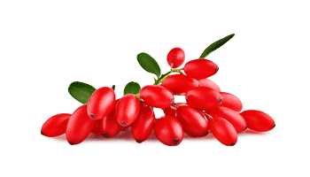 Rebersa ® (berberiini ekstrakt)