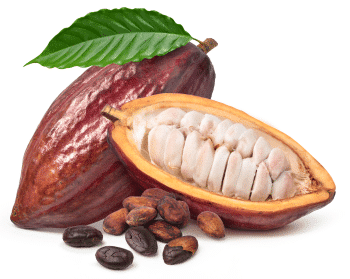 Kakaopulber (Theobroma cacao)