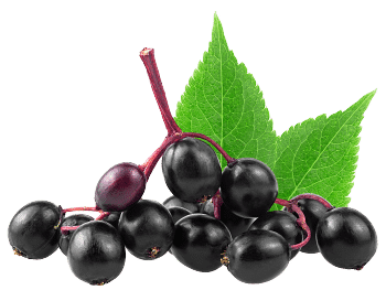 Leedrimarja ekstrakt