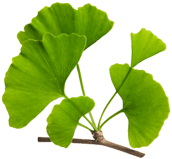 Ginkgo biloba