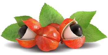 Guaraana