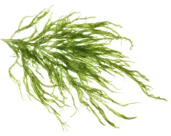 Kelp vetikaekstrakt