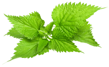 Nõgeselehe ekstrakt